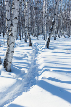 白桦树林雪原小路