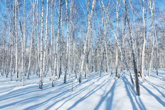 冬季雪地光影白桦林蓝天