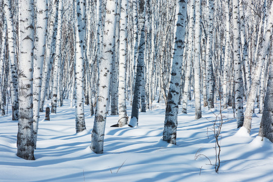 雪原光影白桦树林