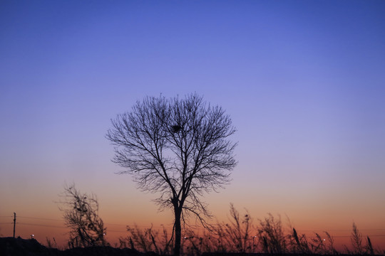 冬天夕阳大树剪影