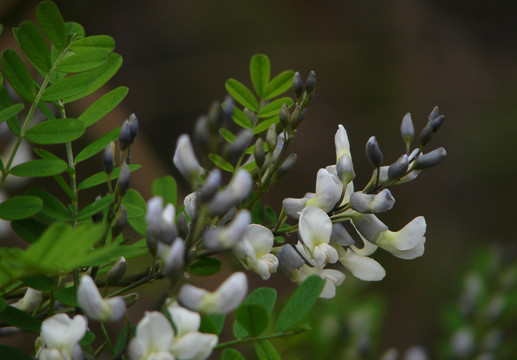 白刺花的花季