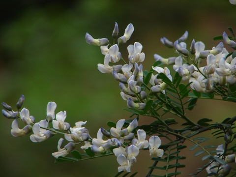 白刺花的花季