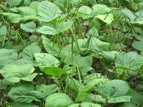 绿豆的荚果和枝叶