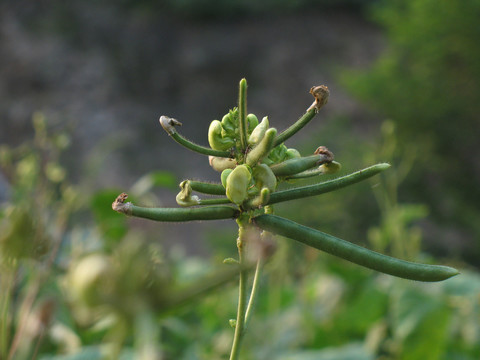 农作物绿豆的花果期