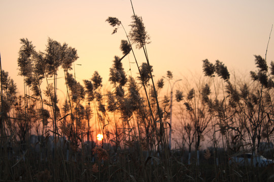 夕阳与芦苇