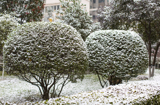 雪景