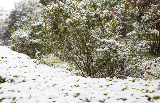 下雪