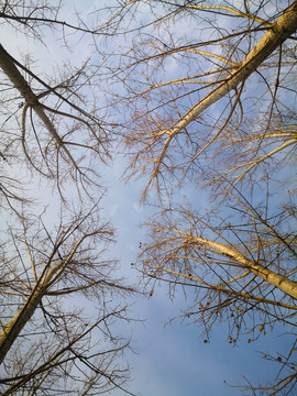 蓝天白云大树