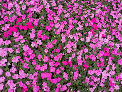 凤仙花