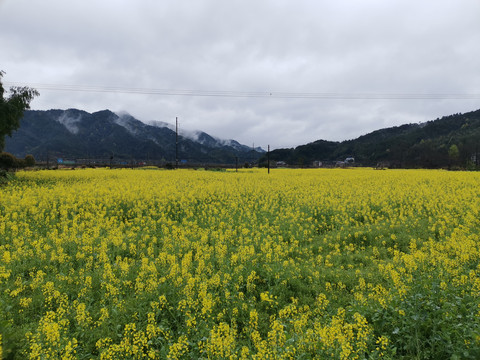 油菜花海