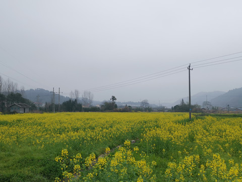 油菜花海