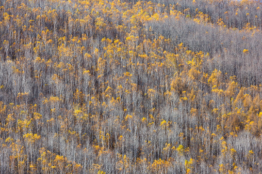 秋季山坡白桦树林