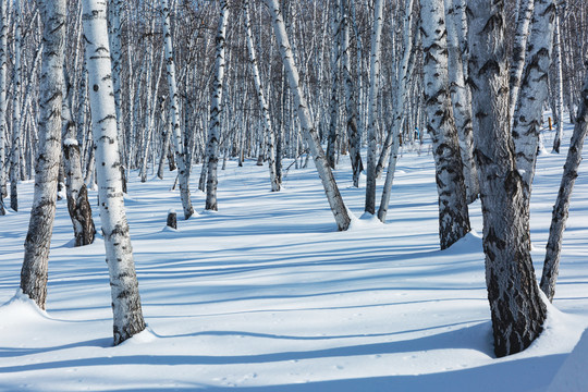 雪原冬季桦树林