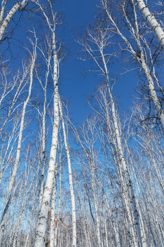 冬季蓝天白桦树林