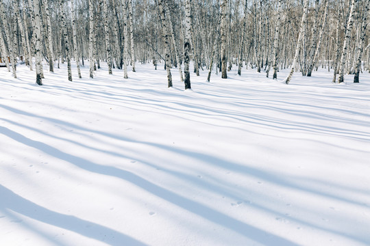 白桦树雪地光影电影片效果