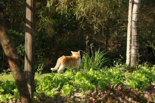 菜地里的狸花猫