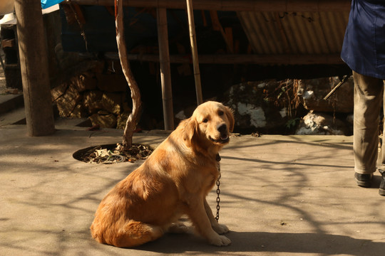 可爱的金毛犬