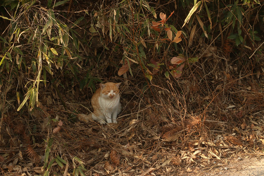 打盹的花猫