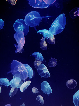 梦幻色彩的海洋水母