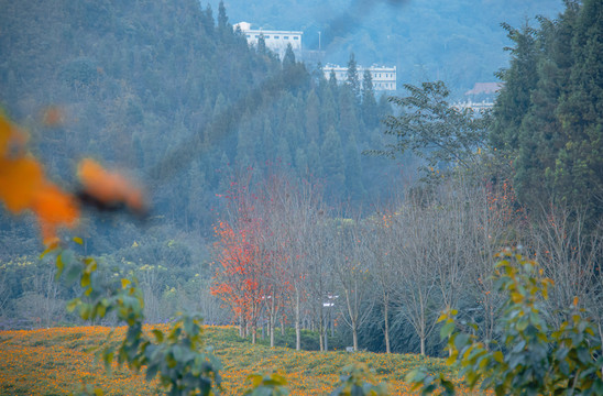 兴义贵州醇景区