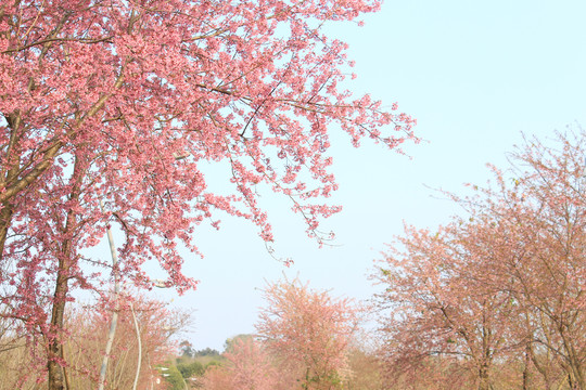 成都青龙湖的冬樱花