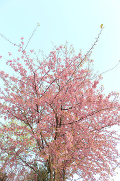 一棵冬樱花树