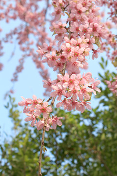 粉色冬樱花