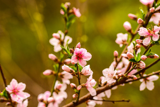 桃花