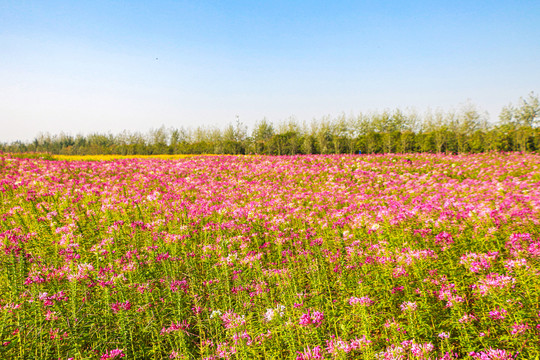 醉蝶花