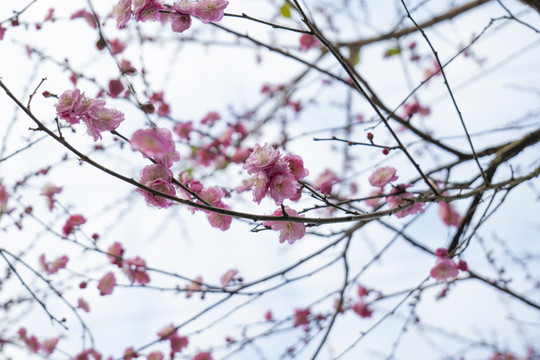 梅花