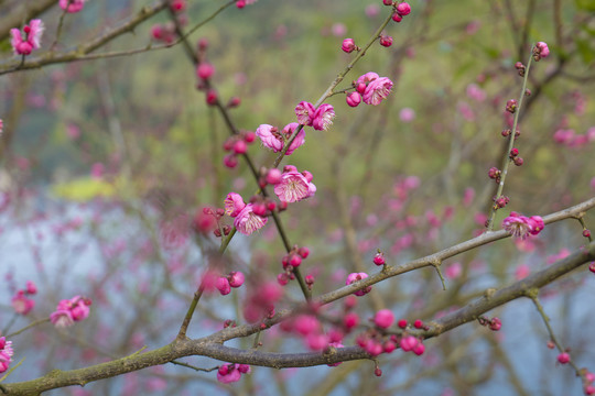 梅花