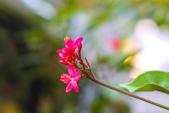 鸡蛋花