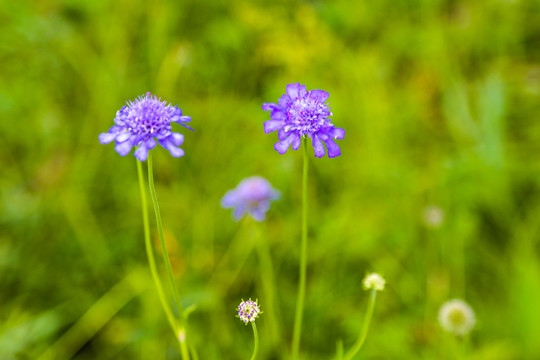 蓝盆花