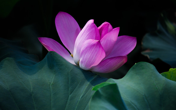 荷花