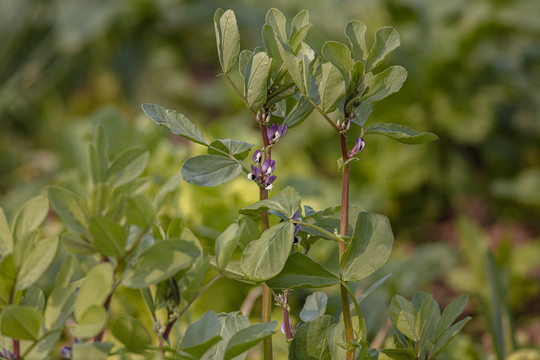 蚕豆开花