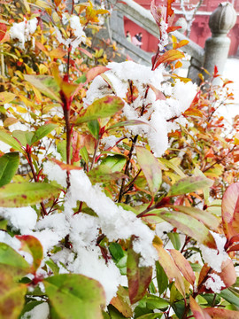 雪后植物