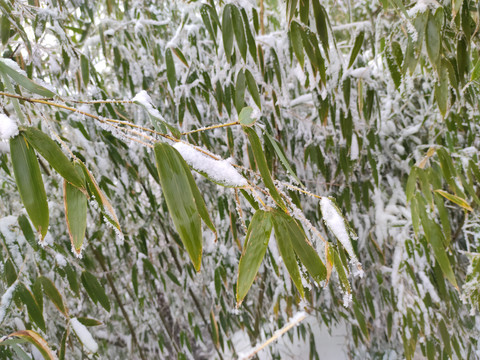 雪压竹叶
