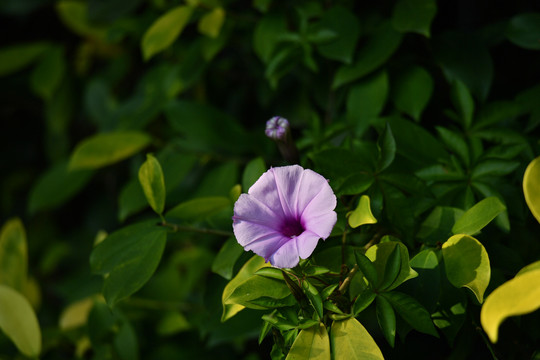 喇叭花牵牛花