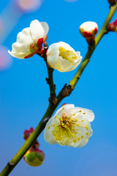 梅花