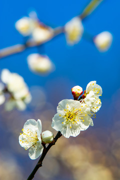 梅花