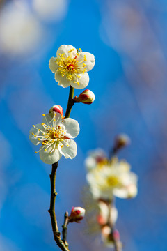 梅花