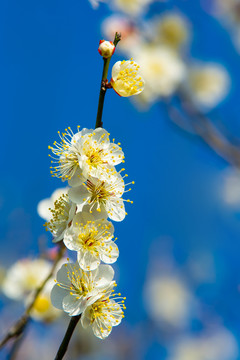 梅花
