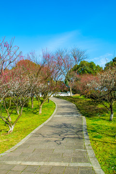 超山公园