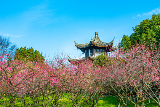 超山梅花