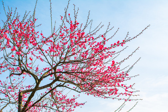 梅花