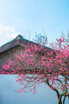 红梅