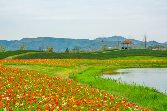 径山花海