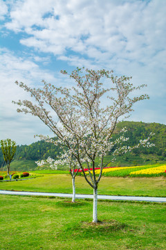 径山花海