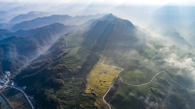 山区茶园风光