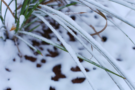 雪中野草